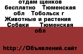 отдам щенков бесплатно - Тюменская обл., Тобольск г. Животные и растения » Собаки   . Тюменская обл.